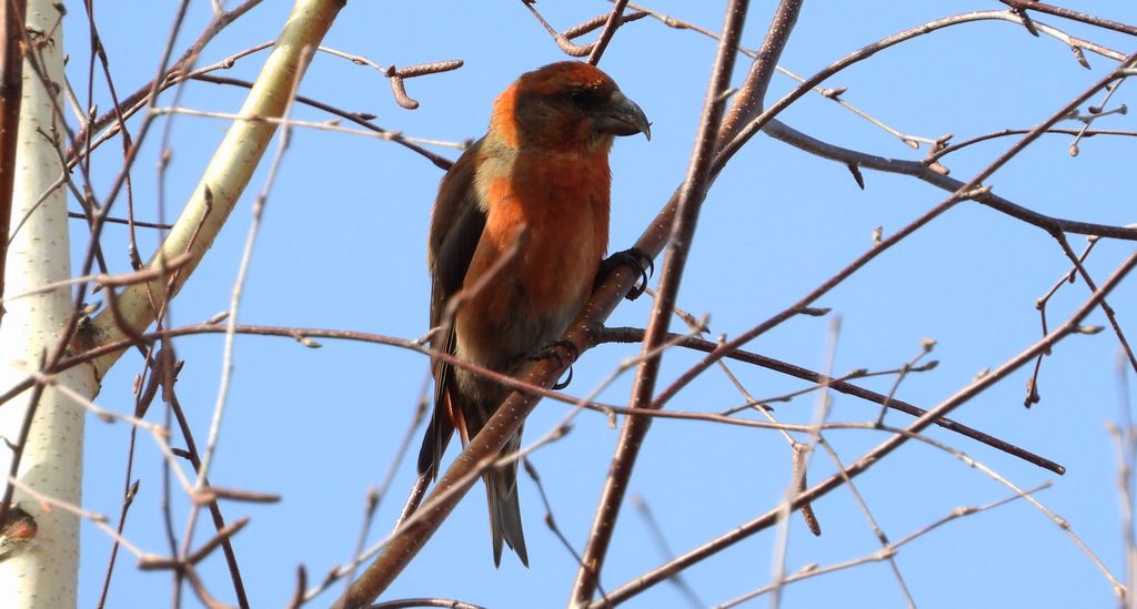 Krzyżodziób świerkowy (Loxia curvirostra)