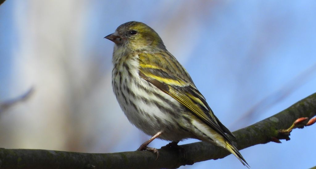 Czyż zwyczajny, czyż, czyż pospolity, czyżyk (Spinus spinus)