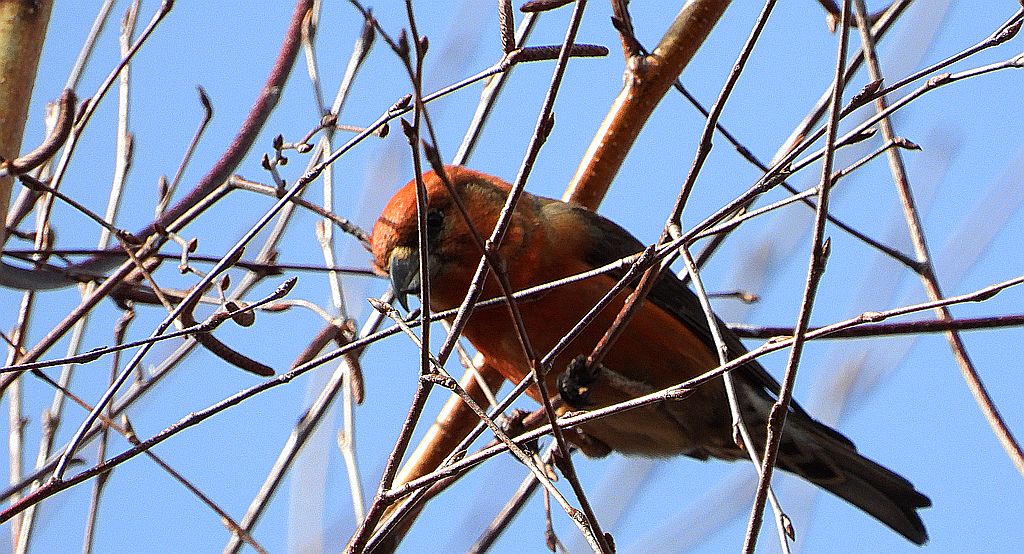 Krzyżodziób świerkowy (Loxia curvirostra)