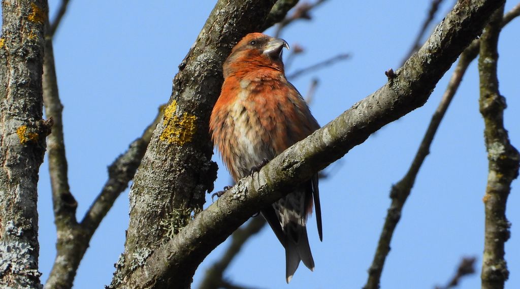 Krzyżodziób świerkowy (Loxia curvirostra)