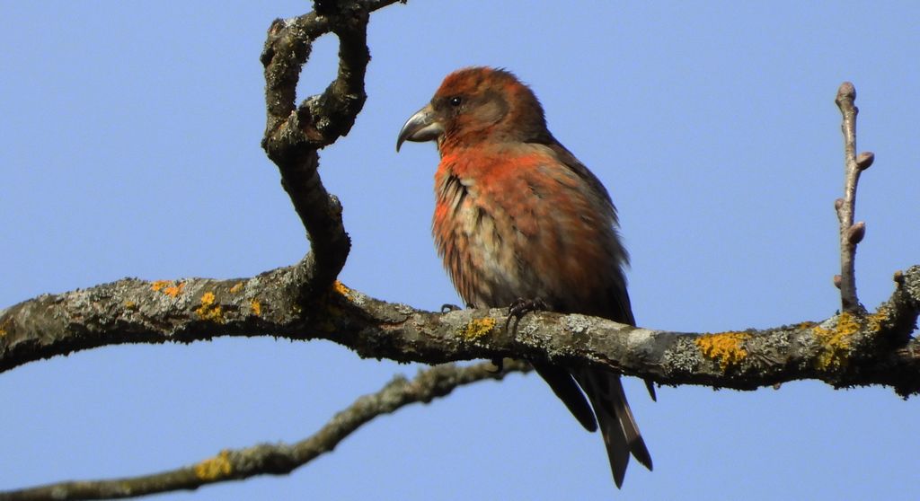 Krzyżodziób świerkowy (Loxia curvirostra)
