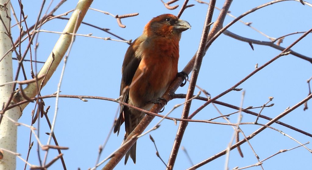 Krzyżodziób świerkowy (Loxia curvirostra)