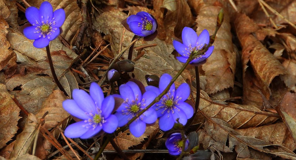 Przylaszczka pospolita (Hepatica nobilis)