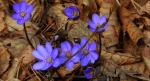 Przylaszczka pospolita (Hepatica nobilis)