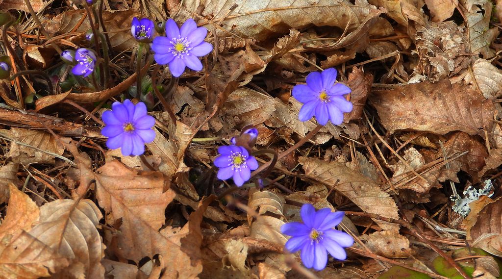 Przylaszczka pospolita (Hepatica nobilis)