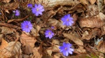 Przylaszczka pospolita (Hepatica nobilis)