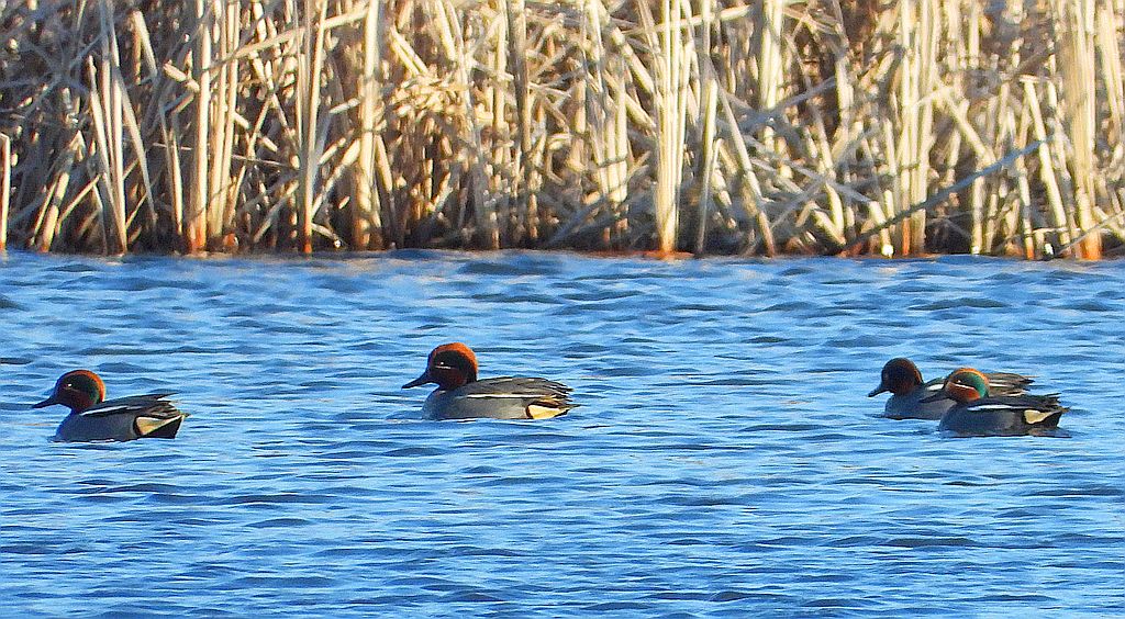 Cyraneczka zwyczajna, cyraneczka (Anas crecca)