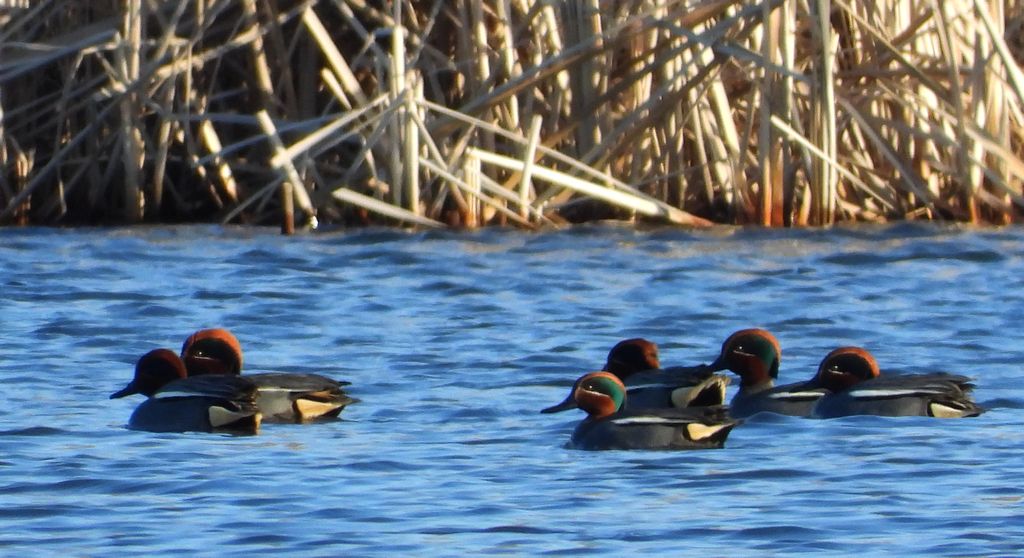 Cyraneczka zwyczajna, cyraneczka (Anas crecca)