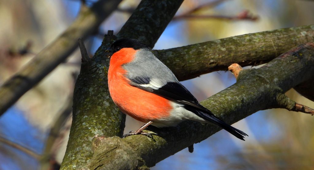 Gil zwyczajny, gil (Pyrrhula pyrrhula)