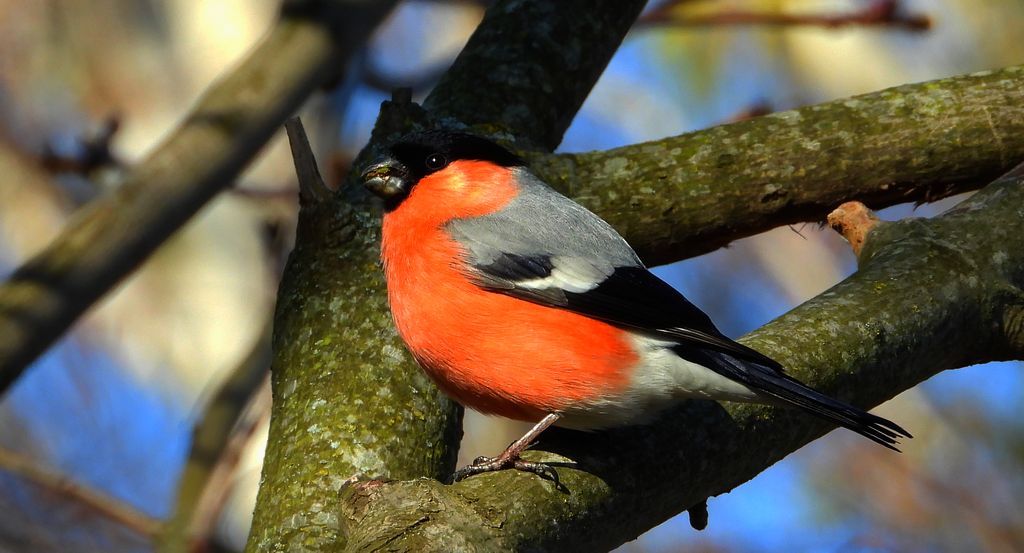 Gil zwyczajny, gil (Pyrrhula pyrrhula)