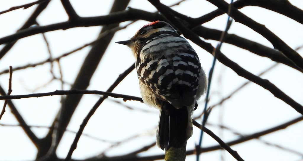 Dzięciołek, dzięcioł mały (Dryobates minor)