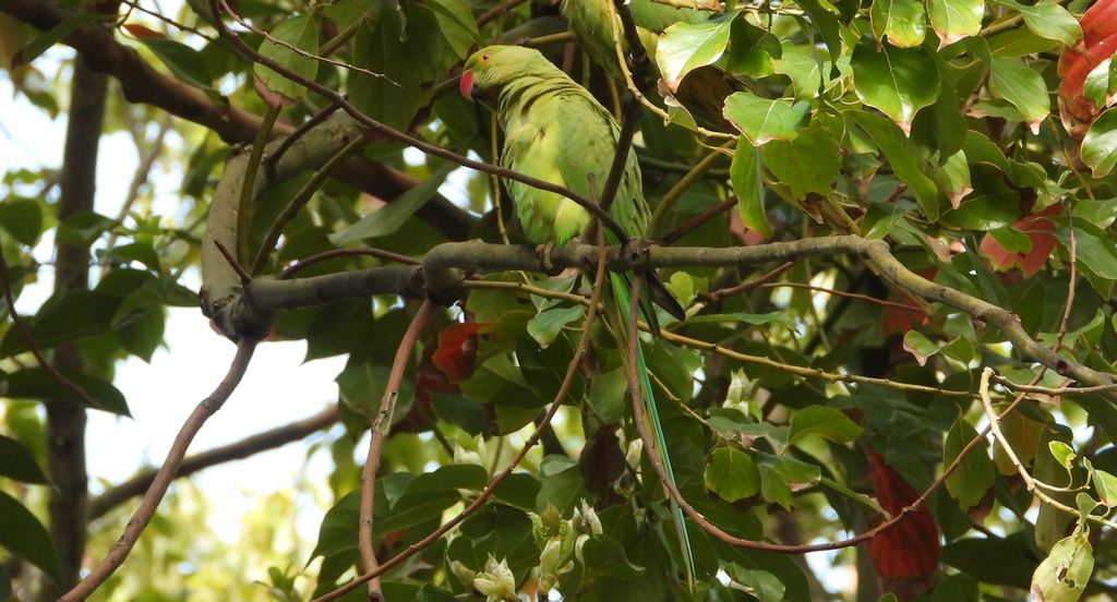 Aleksandretta obrożna (Psittacula krameri)