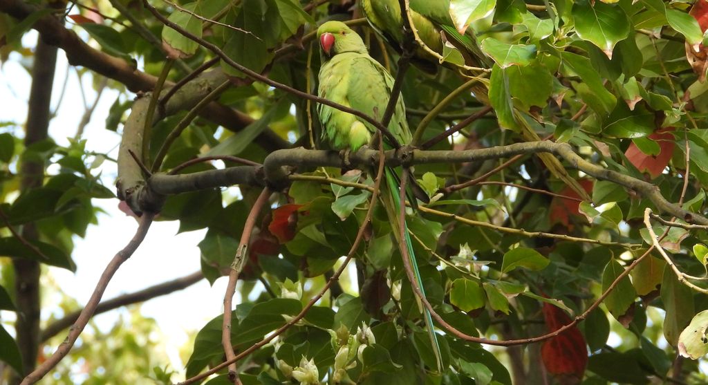 Aleksandretta obrożna (Psittacula krameri)