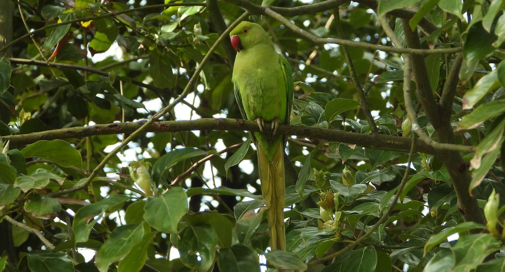 Aleksandretta obrożna (Psittacula krameri)