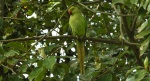 Aleksandretta obrożna (Psittacula krameri)