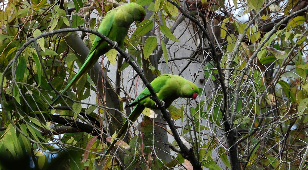 Aleksandretta obrożna (Psittacula krameri)