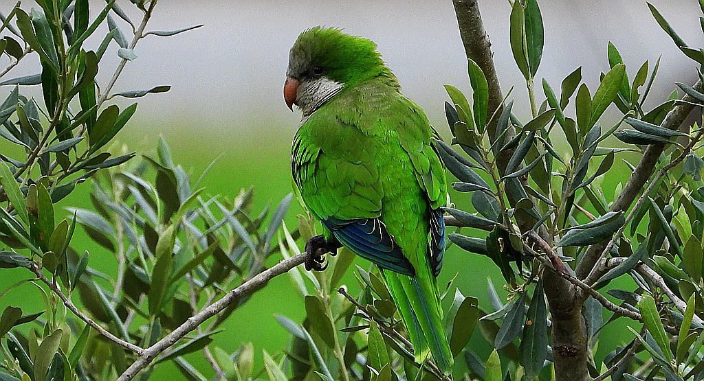 Mnicha (Myiopsitta monachus)