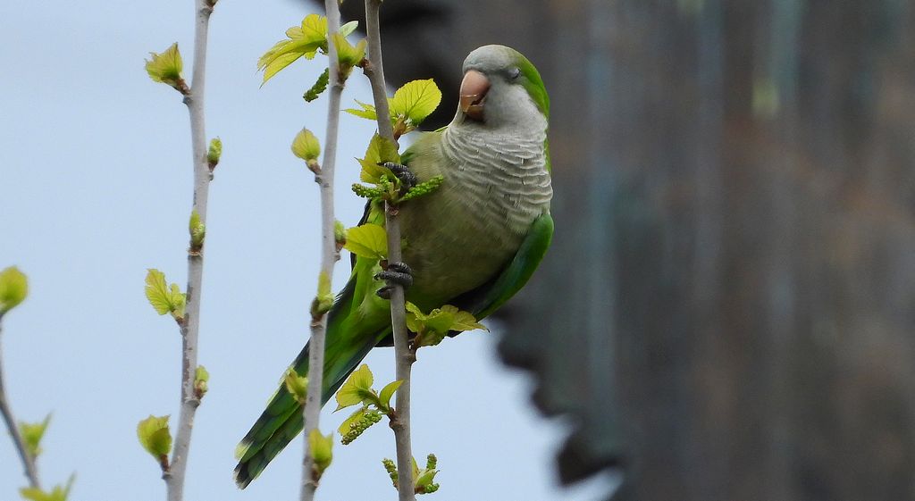 Mnicha (Myiopsitta monachus)