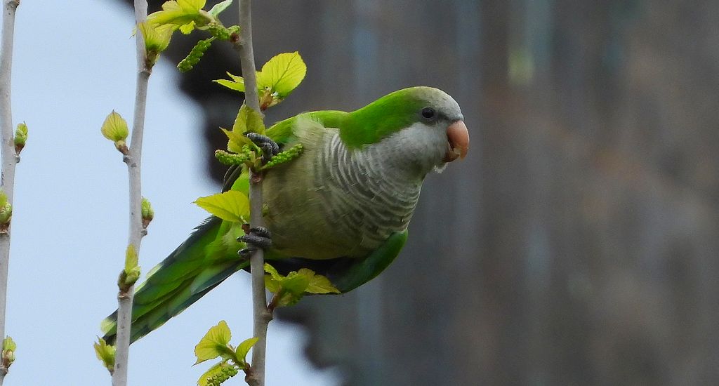 Mnicha (Myiopsitta monachus)