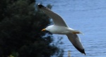 Mewa żółtonoga (Larus fuscus)
