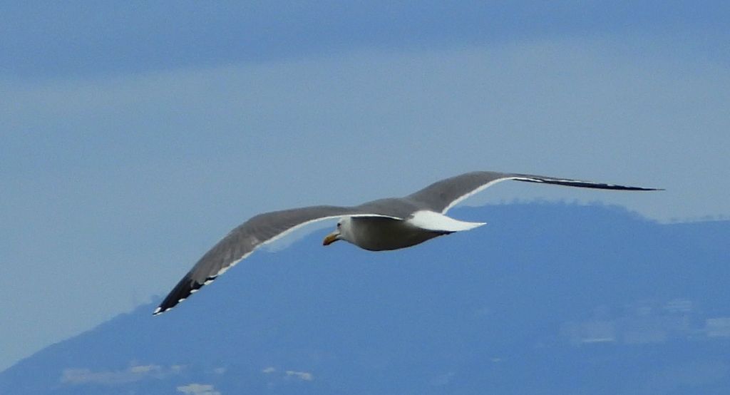 Mewa żółtonoga (Larus fuscus)