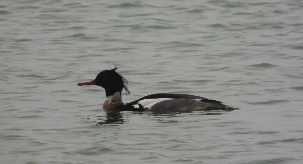 Szlachar, tracz długodzioby, długodziób (Mergus serrator)
