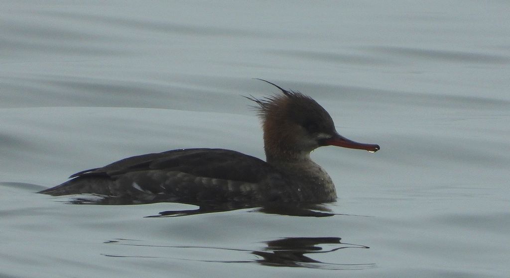 Szlachar, tracz długodzioby, długodziób (Mergus serrator)