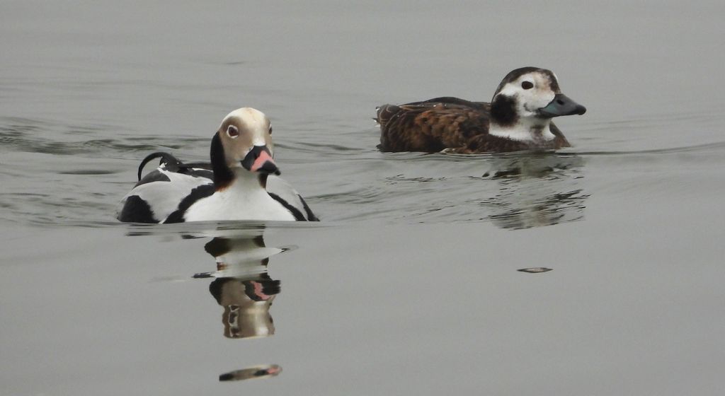 Lodówka, kaczka lodówka (Clangula hyemalis)