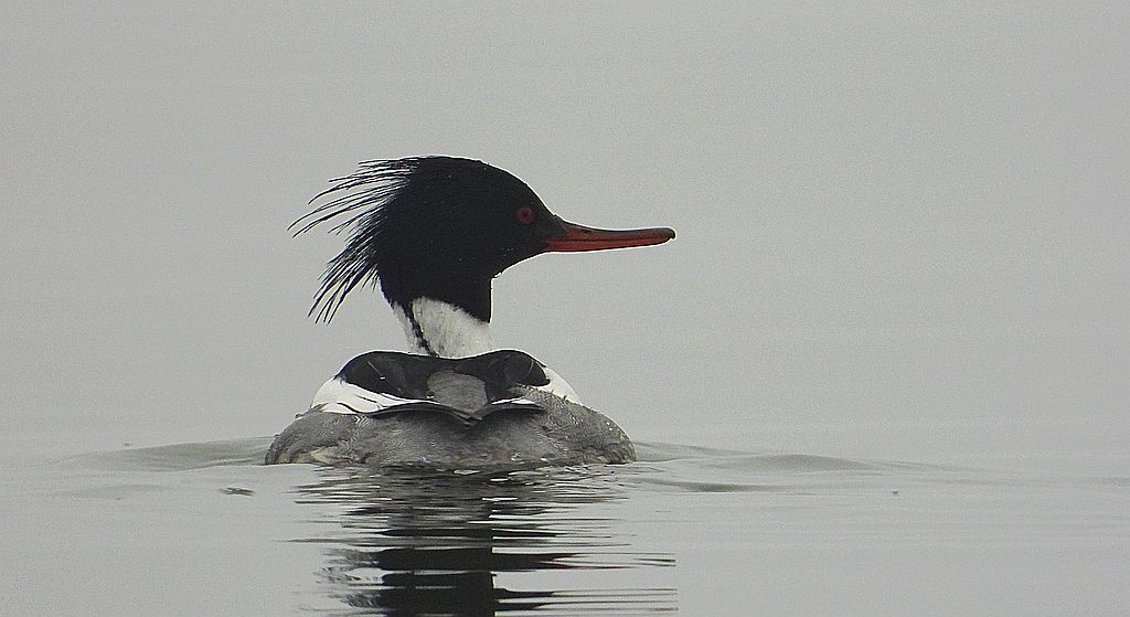 Szlachar, tracz długodzioby, długodziób (Mergus serrator)