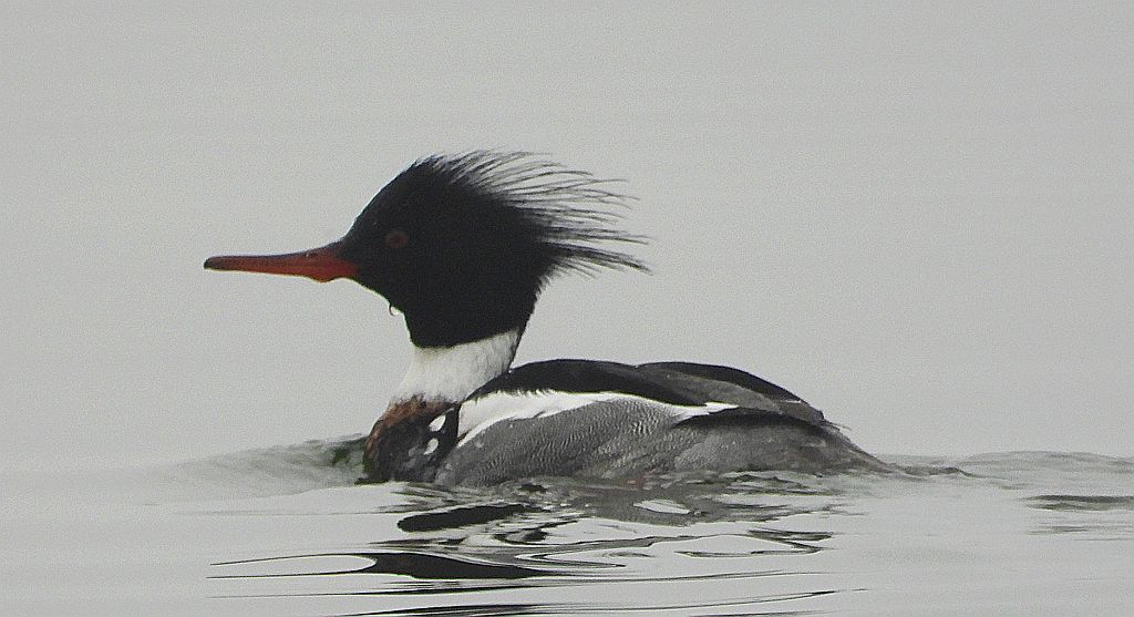 Szlachar, tracz długodzioby, długodziób (Mergus serrator)