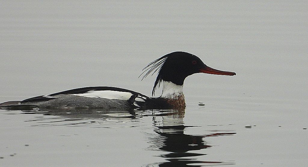 Szlachar, tracz długodzioby, długodziób (Mergus serrator)