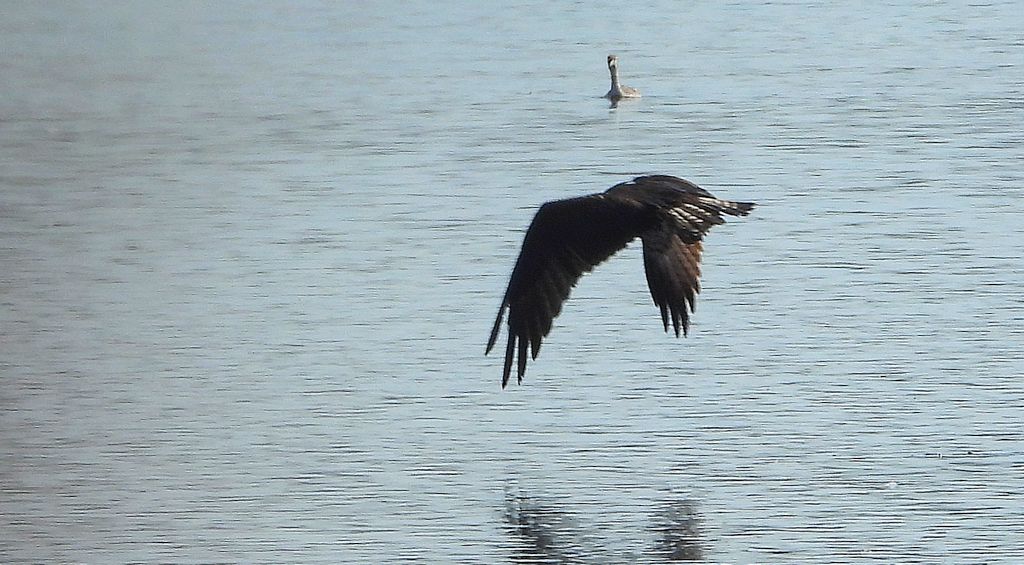Rybołów (Pandion haliaetus)