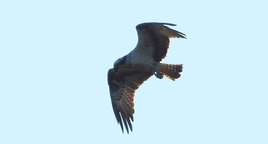 Rybołów (Pandion haliaetus)