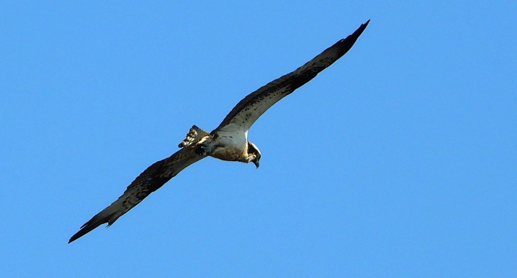 Rybołów (Pandion haliaetus)