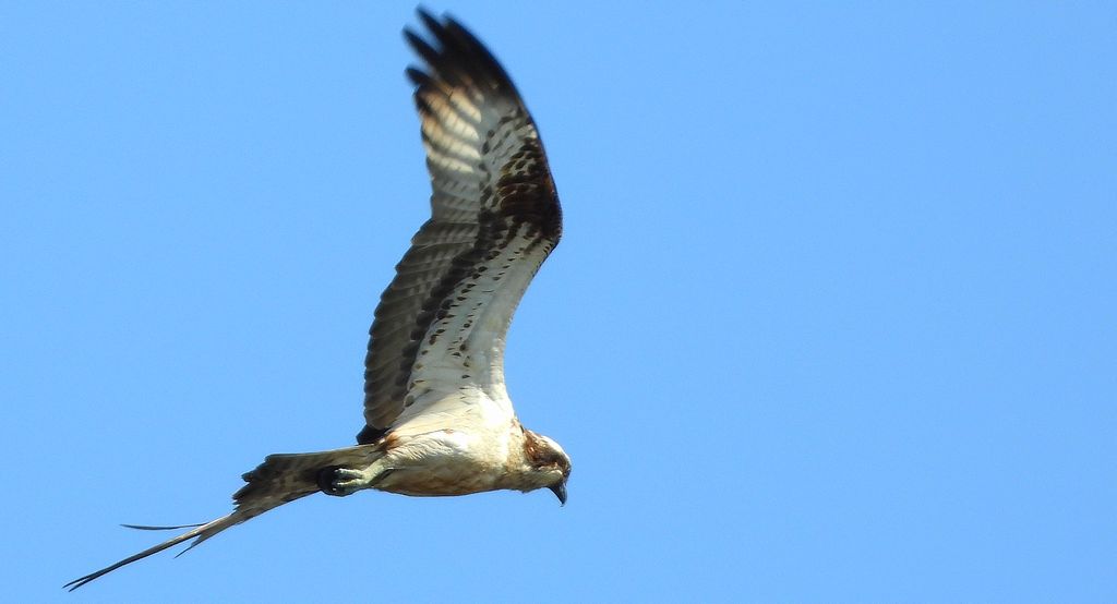 Rybołów (Pandion haliaetus)