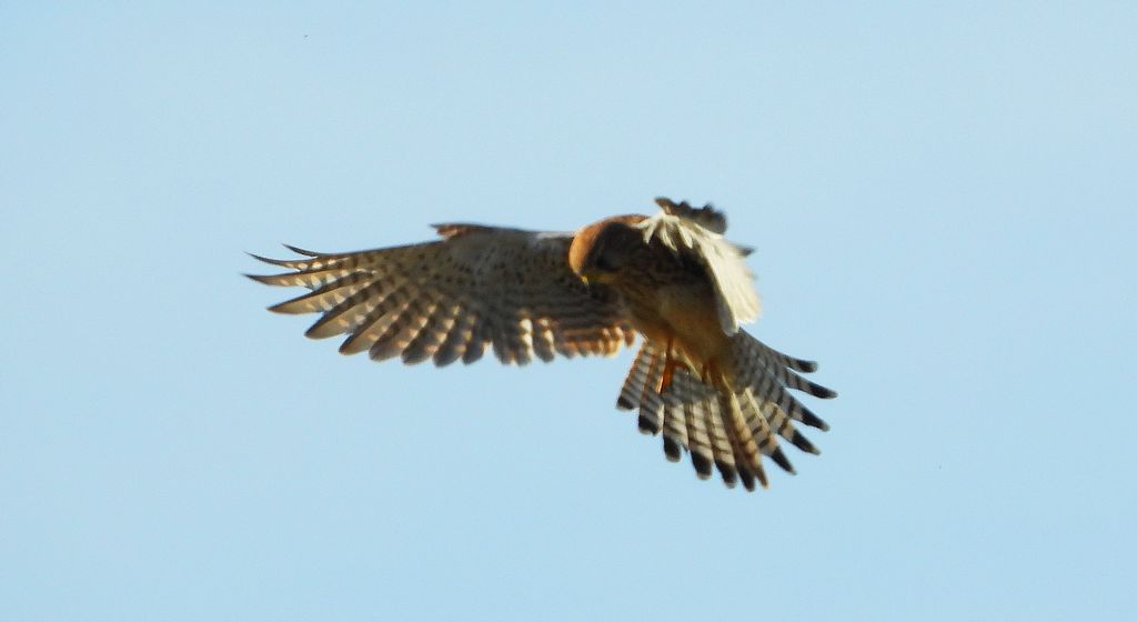Pustułka zwyczajna, pustułka, sokół pustułka (Falco tinnunculus)