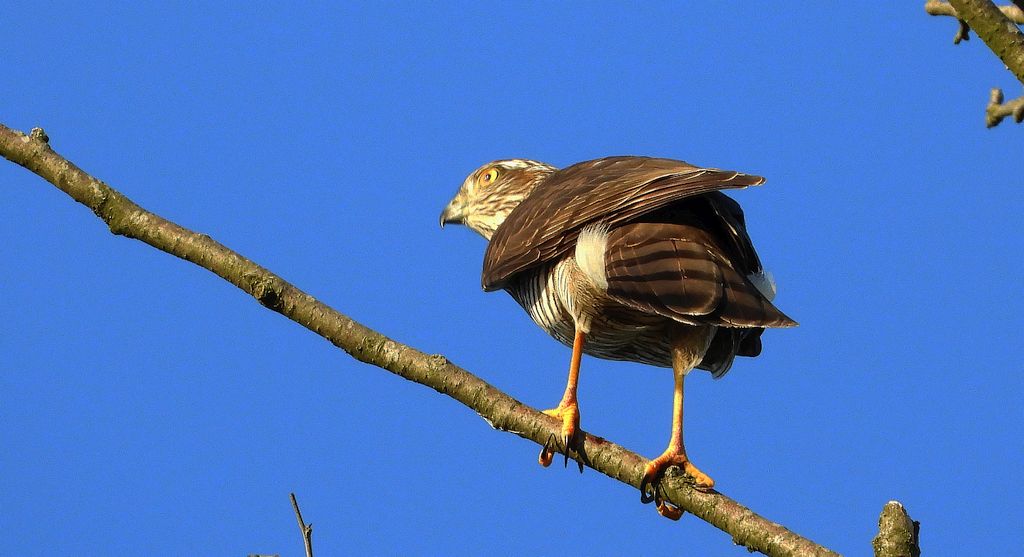 Krogulec, jastrząb wróblarz (Accipiter nisus)
