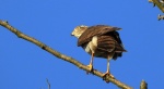 Krogulec, jastrząb wróblarz (Accipiter nisus)