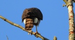 Krogulec, jastrząb wróblarz (Accipiter nisus)
