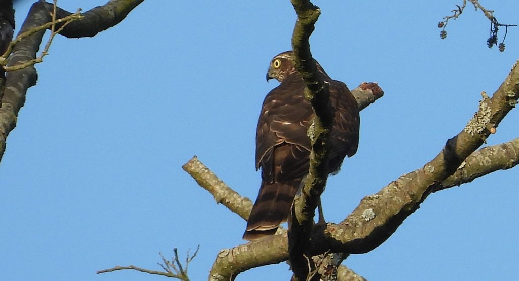 Krogulec, jastrząb wróblarz (Accipiter nisus)
