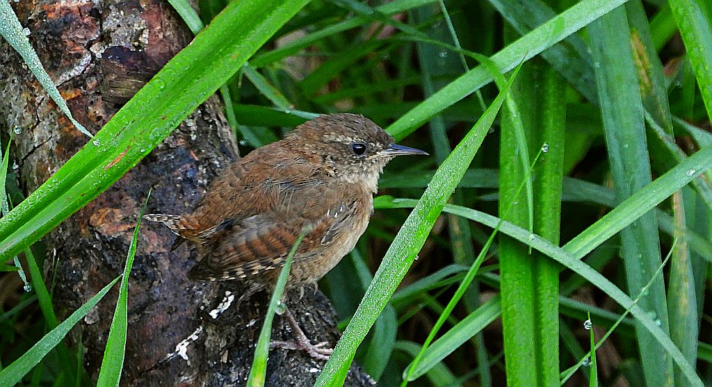 Strzyżyk zwyczajny, strzyżyk woleoczko, wole oczko (Nannus troglodytes)
