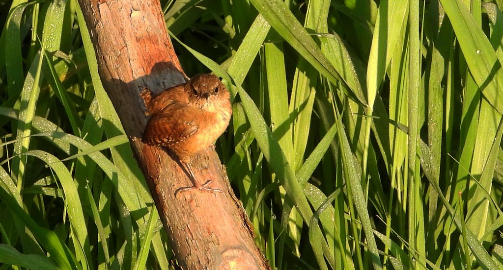 Strzyżyk zwyczajny, strzyżyk woleoczko, wole oczko (Nannus troglodytes)
