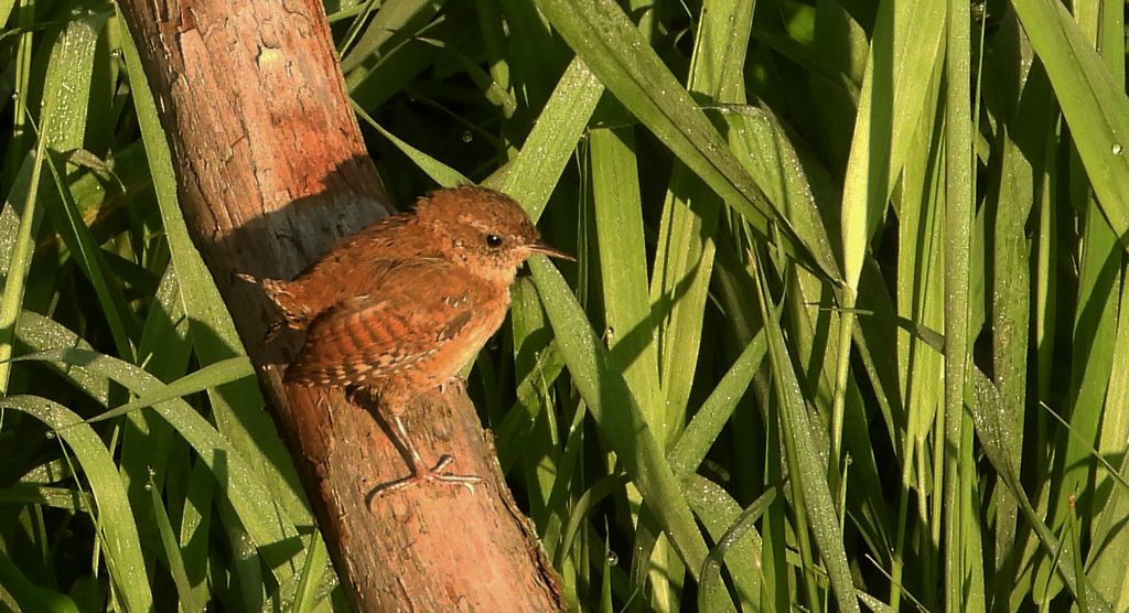 Strzyżyk zwyczajny, strzyżyk woleoczko, wole oczko (Nannus troglodytes)