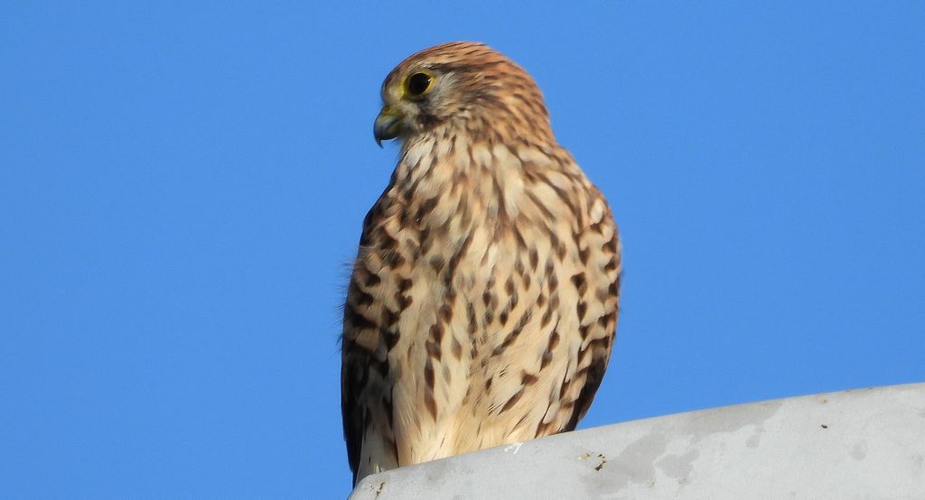 Pustułka zwyczajna, pustułka, sokół pustułka (Falco tinnunculus)