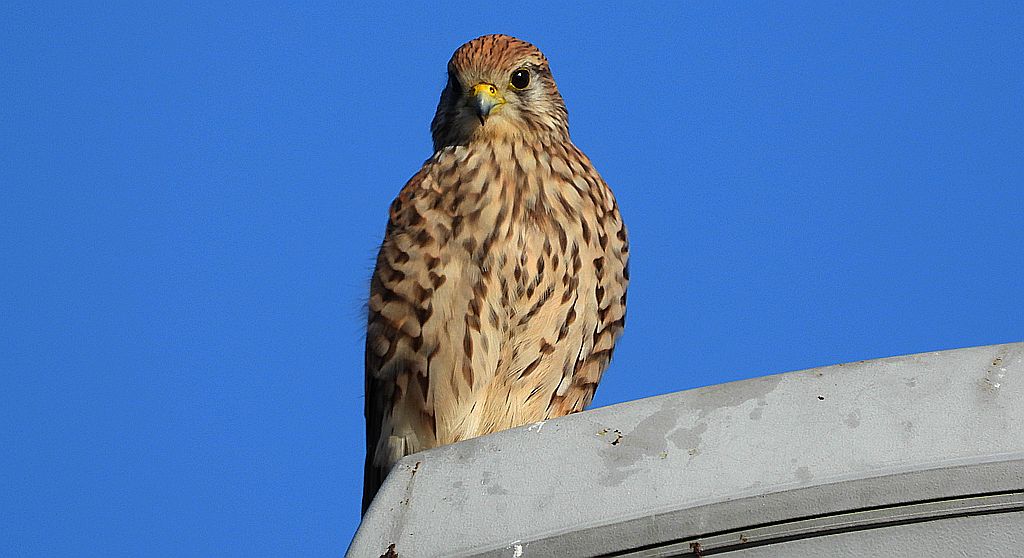 Pustułka zwyczajna, pustułka, sokół pustułka (Falco tinnunculus)