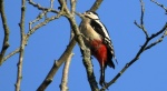 Dzięcioł duży, dzięcioł pstry większy (Dendrocopos major)