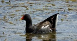 Kokoszka zwyczajna, kokoszka, kokoszka wodna, kurka wodna (Gallinula chloropus)