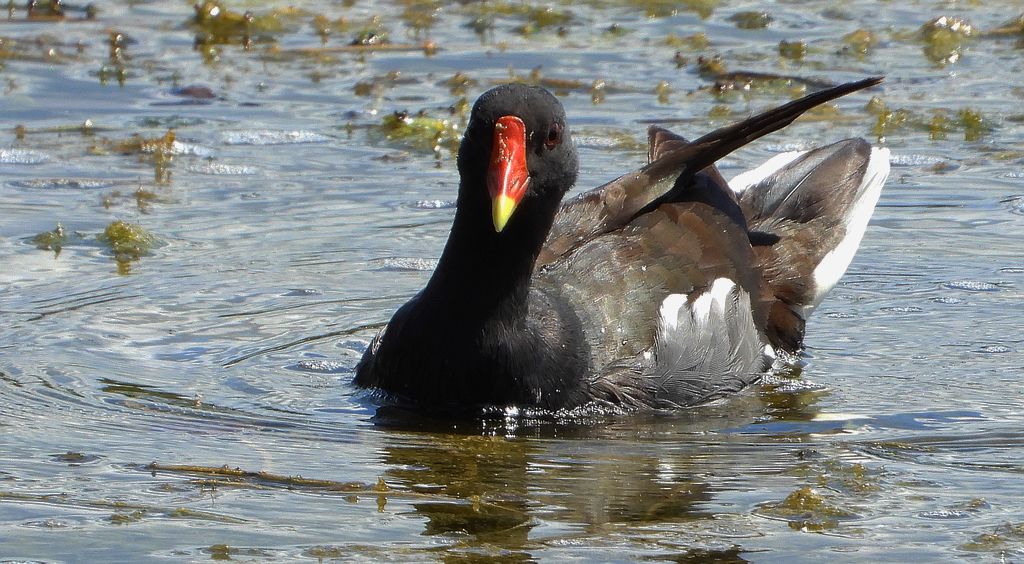 Kokoszka zwyczajna, kokoszka, kokoszka wodna, kurka wodna (Gallinula chloropus)