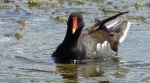Kokoszka zwyczajna, kokoszka, kokoszka wodna, kurka wodna (Gallinula chloropus)