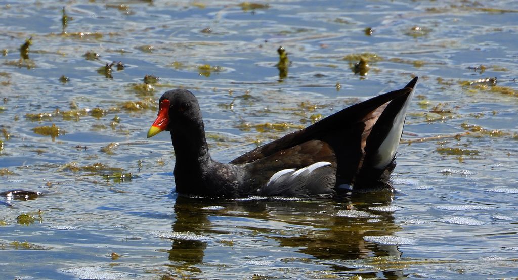 Kokoszka zwyczajna, kokoszka, kokoszka wodna, kurka wodna (Gallinula chloropus)